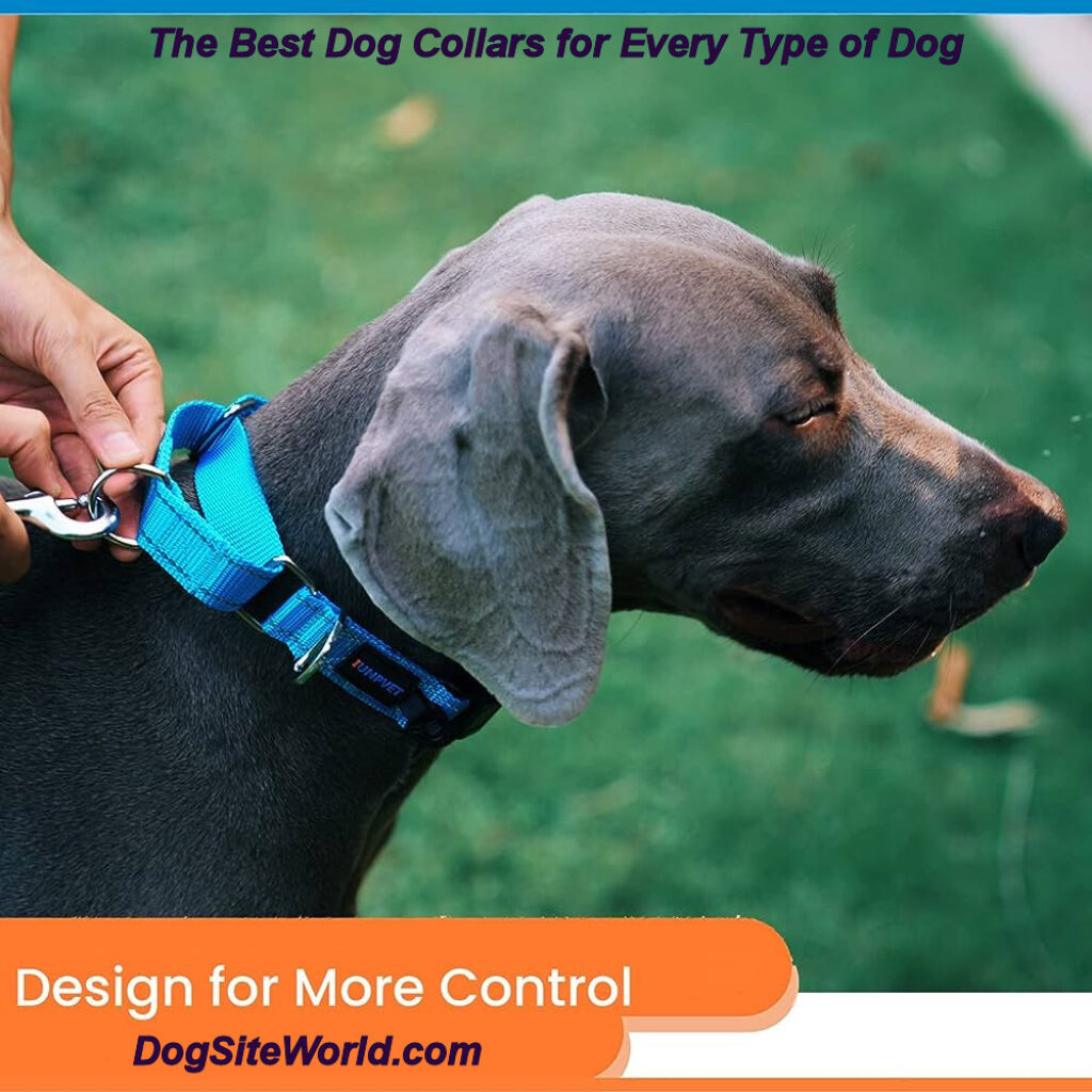 best-dog-collars